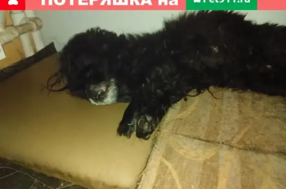 Пропала маленькая слепая собака в Боровичах, К. Либкнехта