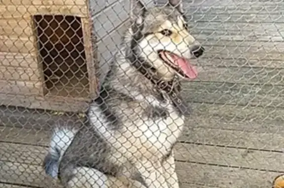 Потерянные животные Ярославль, фото: Пропала собака в Ярославле, вознаграждение 100%