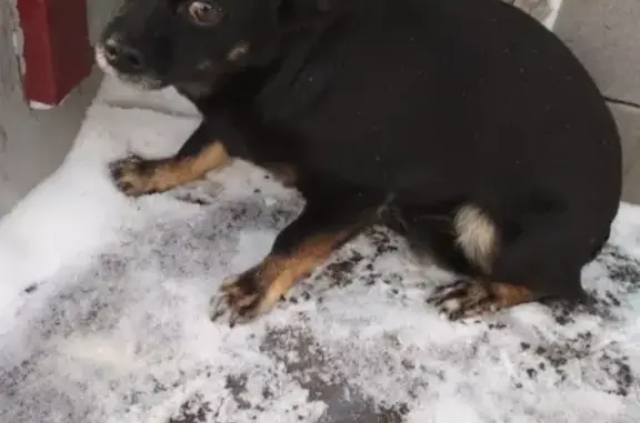 Найдена собачка в Ижевске