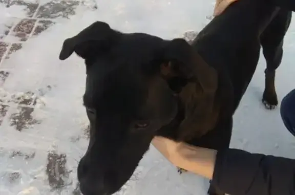 Найдена черная собака в Шатуре, ищет хозяина.