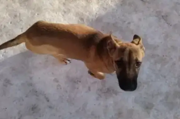 Найдена собака на Пражской и Ленина