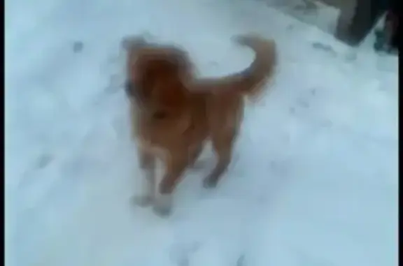 Пропала собака в Кукморе, Республика Татарстан