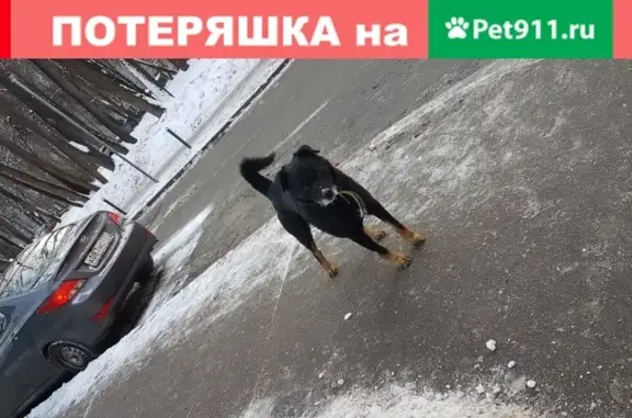 Найдена собака на Ленинском проспекте в Москве