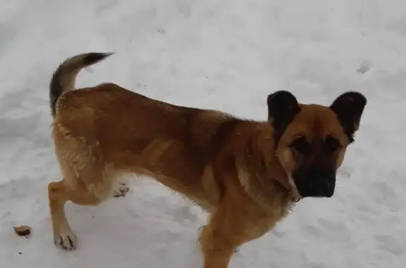 Найдена собака в Белгородском районе