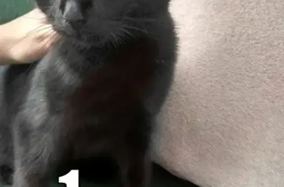 Найдена кошка в Чернушке, объявление в группе 'Уголок растеряш Чернушка'