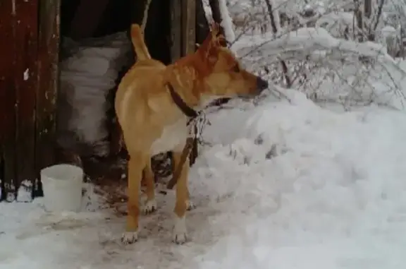 Найден пёс с ошейником в Торжок, ищем хозяина!