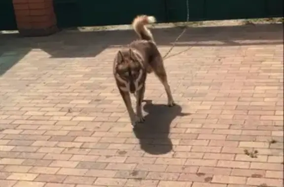 Пропала собака Дарий в Краснодаре