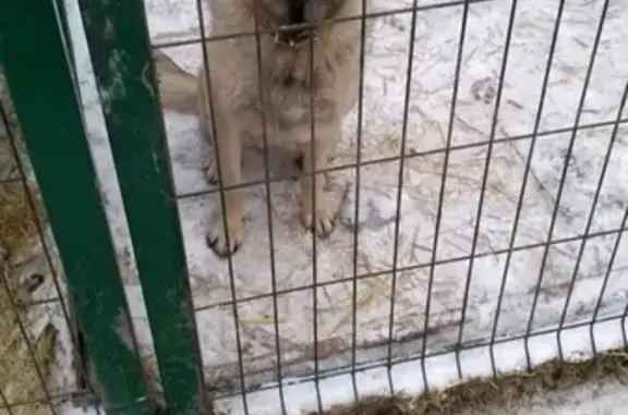 Пропала собака ЛАДА в районе НИКОЛАЕВКИ, Красноярск