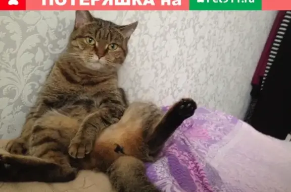 Потерянные животные Ижевск, фото: Пропала кошка Китти на Воткинском шоссе 138Б
