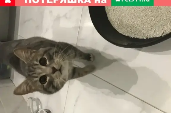 Найден серый кот на Завидной улице в Видном