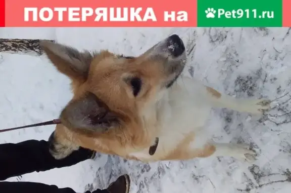 Найдена рыжая собака в Екатеринбурге, ищем хозяев