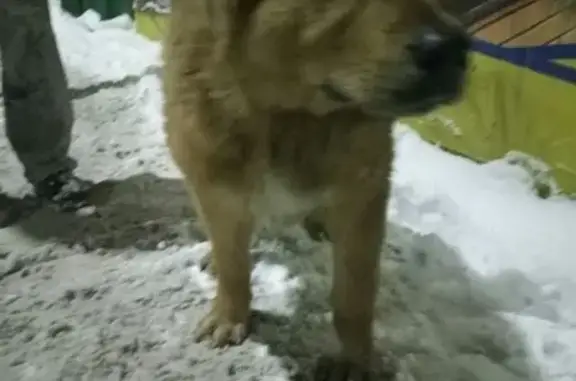 Собака найдена в Янино-1, ошейник есть