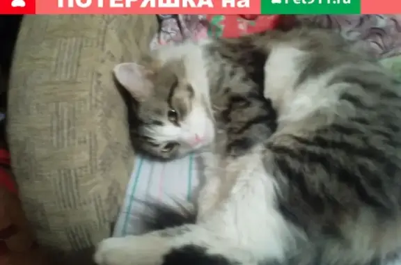 Найдена кошка у подъезда на Красноармейской 80 в Йошкар-Оле
