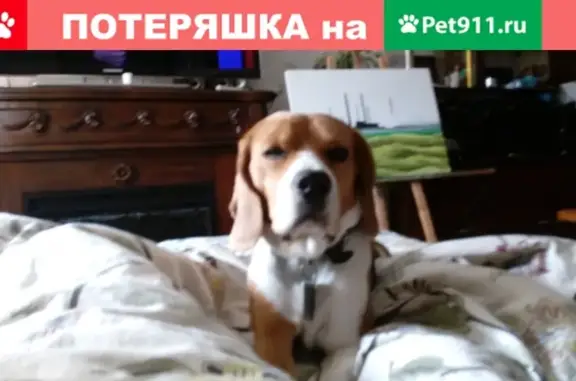 Пропала собака бигль в Затулинском жилмассиве, Новосибирск