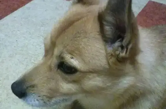 Пропала маленькая рыжая собака в Череповце