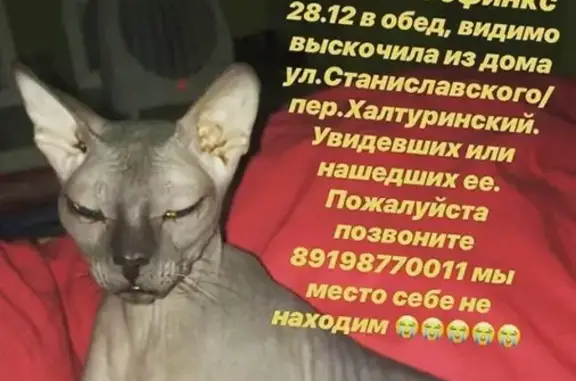 Пропала кошка на ул. Обороны, Ростов-на-Дону