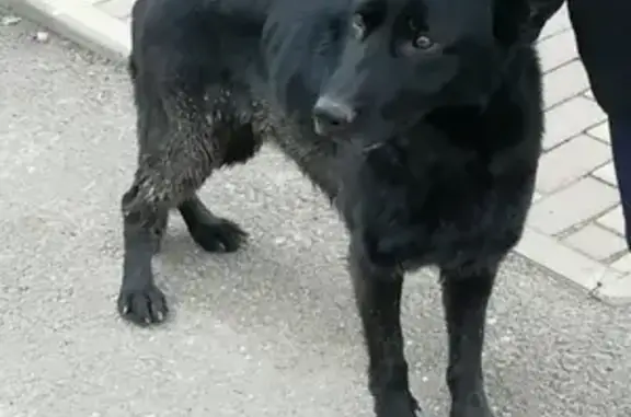 Пропала собака Грей в Кореновске