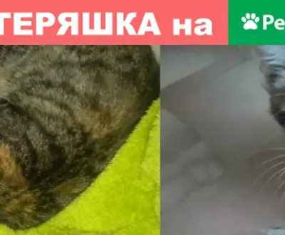 Пропала кошка Муся, Истра, ул. Босова, 14