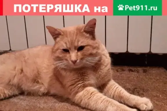 Найден котик на ул. Заволжской, ищет хозяев