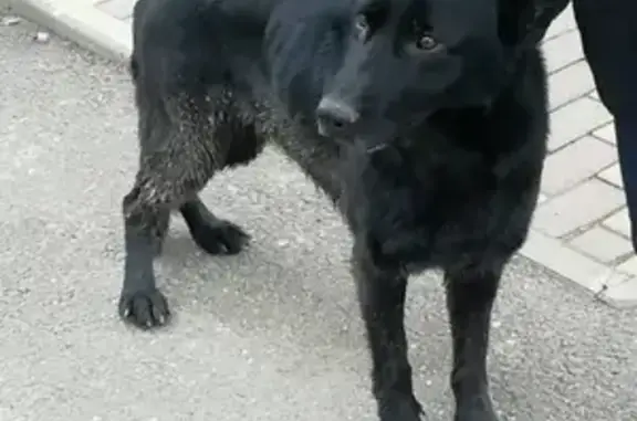 Пропала собака в центре Кореновска, есть номер телефона