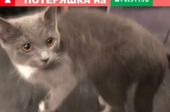 Найдена напуганная кошка на ул. Руставели, Москва