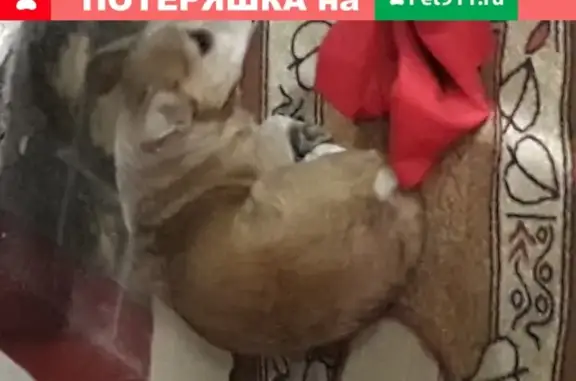 Собака в подъезде ищет хозяина в Москве