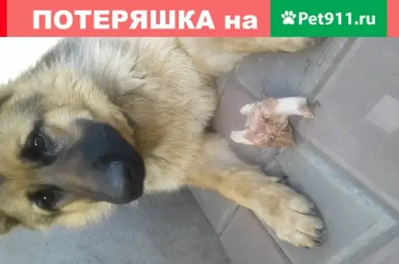 Пропала собака Лола, черно-рыжая немецкая овчарка, Покровск, Украина