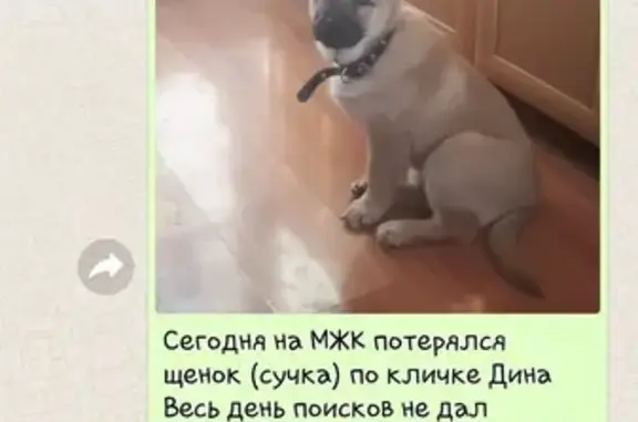 Пропала собака Дина в Новосибирской области