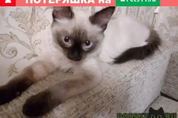 Найден котенок на ул. Сыромолотова 24