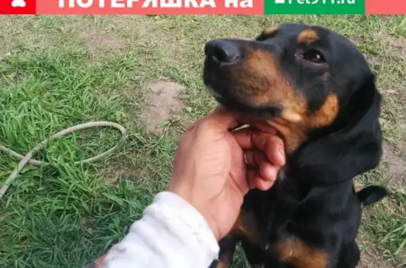 Пропала собака Такса на ул. Б. Богаткова, Новосибирск