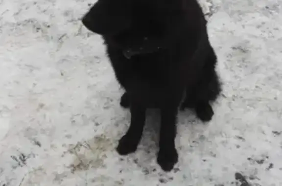 Найдена собака в Павловской Слободе, Московская область