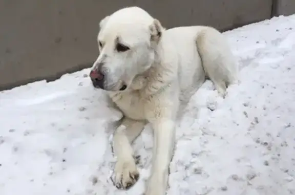 Найдена собака в Казани!