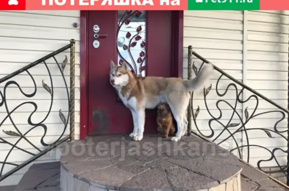 Пропала собака Арчи в Кировском районе, улицы Зорге и Громова