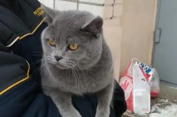 Найден британский кот с коротким хвостом на ул. Парижской коммуны, дом 58