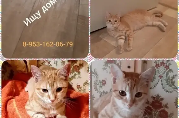 Найдена кошка СПб в приюте