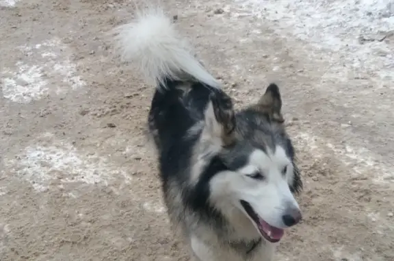 Найдена собака #Калуга: хаски на ул. Азаровская