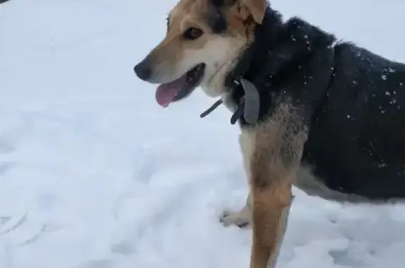 Пропала собака на улице Комарова, Уфа
