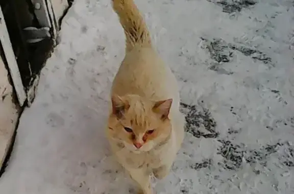 Найден кот в Водниках, ищет временный дом (Красноярск)