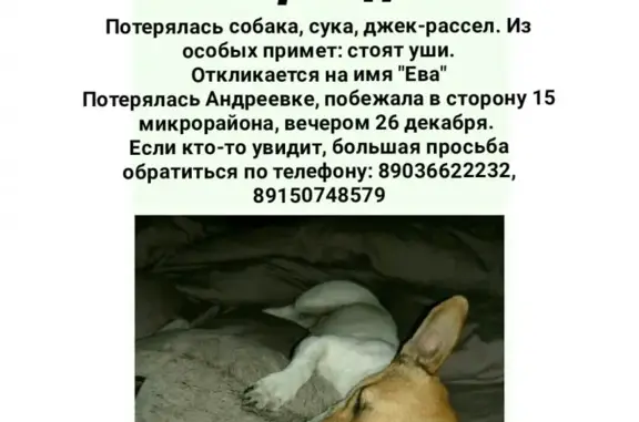 Пропала собака в поселке Андреевка, Солнечногорский район, Зеленоград.