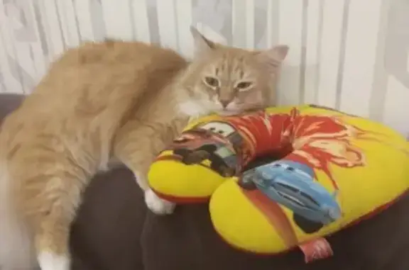 Кошки потеряшки, Мирный, фото: Потеряшка кот на улице Ленина 57, ищем