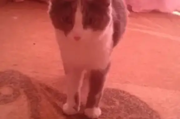 Найдена кошка на Ветлужской 30, ищем хозяев