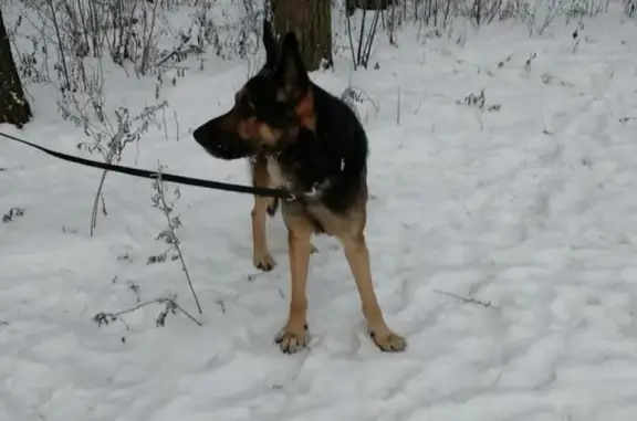 Найден добрый пес в Бобачевской роще, Тверь