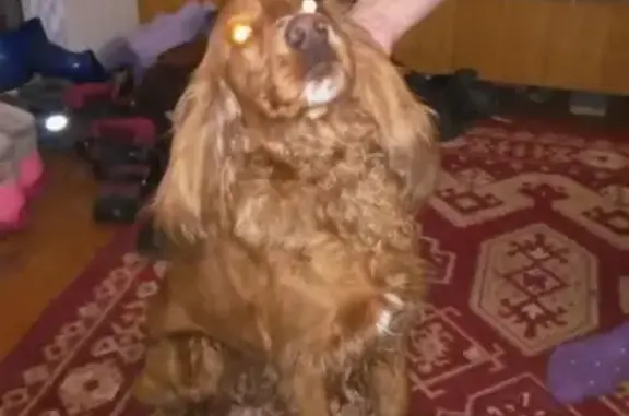 Найдена собака в Брянске, звонить по телефону
