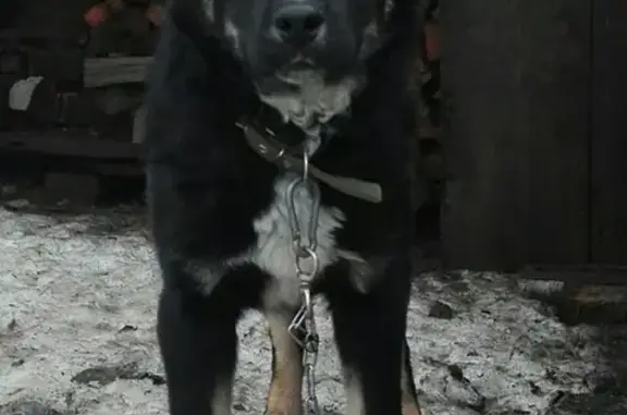 Пропала собака на ул. Куконковых, Иваново