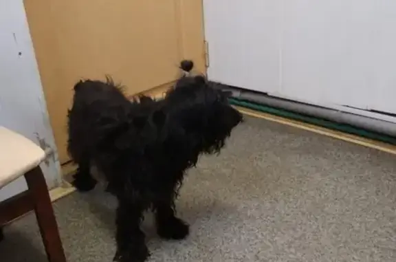 Найдена собака в Сергиевом Посаде