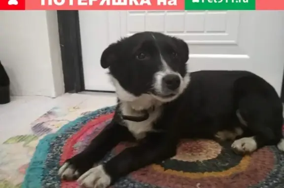 Собака найдена возле Мельниковского рынка, Иркутск