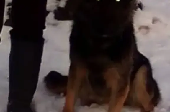 Пропала собака Мона в Ялуторовске