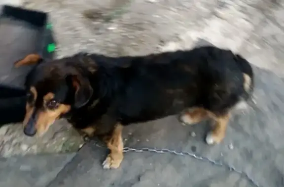 Пропала собака в Рузаевке, вознаграждение - 1 тысяча.
