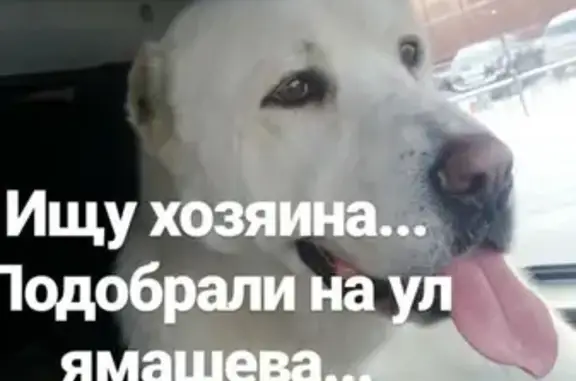 Найдена собака на пр. Ямашева, Казань