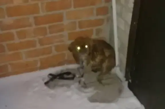 Найдена собака на ул. Гагарина, 50.